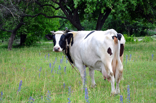 Organic farming. A cow is grazing in a meadow. White cow on a leash against the trees