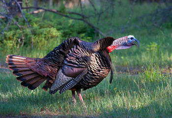 Wild Tom Turkey strutting - 343099916
