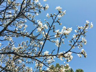 Japan Series: Sakura Bloom: 