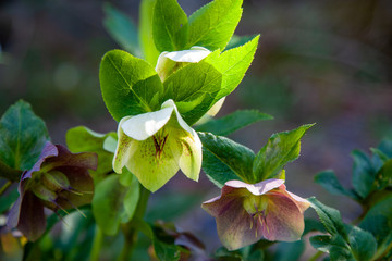 Fresh spring blooming hellebore in the rays of the sun