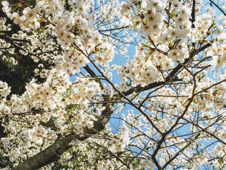 Japan Series: Sakura Bloom: 