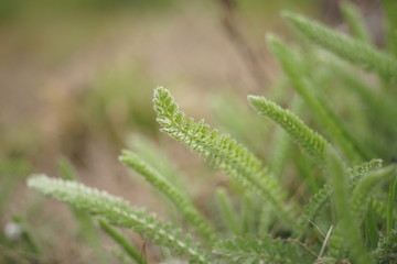 Fototapeta na wymiar Yarrow green grass grow in a spring field, side view, close-up. Perennial herbaceous grass.
