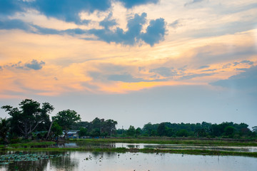 Rice Field In The Evening