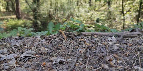 ants on the ground