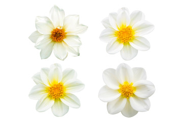 White chrysanthemum isolated on white background