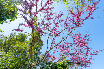 A flowering tree surrounded by greenery