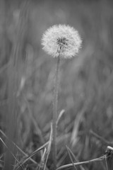 Fluffy dandelion growing in the spring garden. Black and white photo
