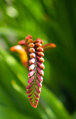 Chasmanthe Fleur Orange_6