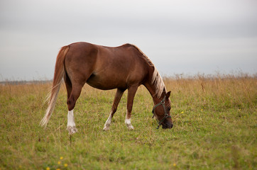 Fototapeta na wymiar horse in field