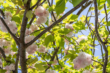 晴れた日の八重桜(ヤエザクラ)