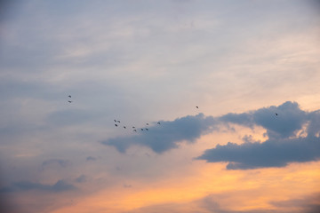 birds in the sky