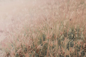 Sunset grass flower background silhouette. blur and soft silhouette of grass flowers (poaceae) with soft golden light, grass flowers in natural with blurred background,abstrat background,thailand