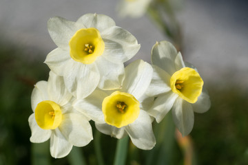 Fototapeta na wymiar Gelb-weiße Narzissen Blüten im Detail 