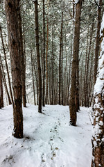 Fototapeta premium The first snow in the forest among fir trees and deciduous trees. Winter snow on the nature.
