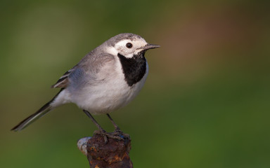 White wagtail, Motacilla alba. Spring sunny morning. Adult bird sits on a metal structure