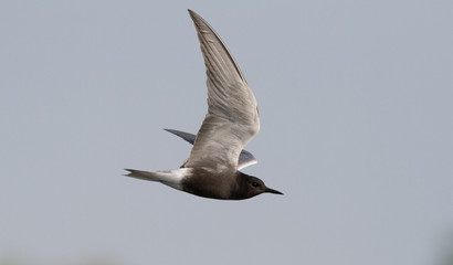Black tern, Chlidonias niger. Bird in flight against the sky