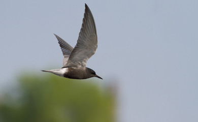 Black tern, Chlidonias niger. Bird in flight against the sky