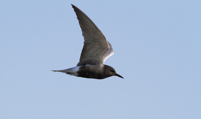Black tern, Chlidonias niger. Bird in flight against the sky