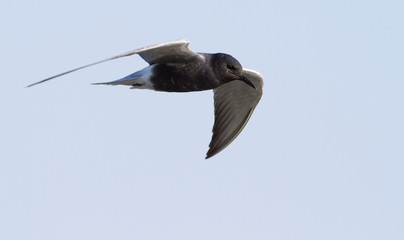 Black tern, Chlidonias niger. Bird in flight against the sky