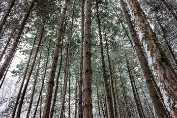 Backgrounds and textures New Year. The first snow in the forest among fir trees and deciduous trees. Winter snow on the nature.