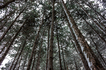 Backgrounds and textures New Year. The first snow in the forest among fir trees and deciduous trees. Winter snow on the nature.
