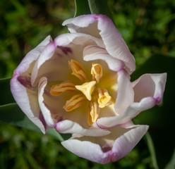 Fototapeta na wymiar Tulpenblüte Aufsicht mit Staungefäßen lila, weiß, Ausschnitt