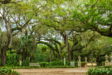 Obraz premium Beautiful trees in a park in Florida