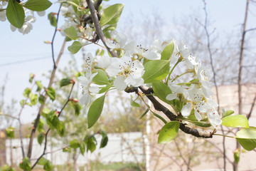 time is spring, fruit trees are blooming cherry, cherry and pear with apples photos of flowers of these trees. the beauty of nature its perfection and abundance