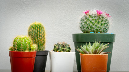 Cactus group on texture white wall.