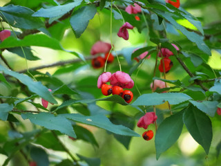 red berries on a tree