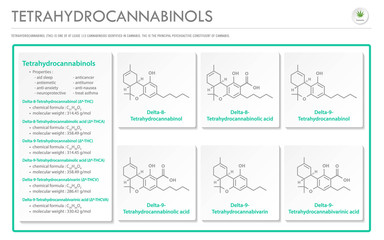 Tetrahydrocannabinol THC with Structural Formulas in Cannabis horizontal business infographic illustration about cannabis as herbal alternative medicine and chemical therapy, healthcare and vector.