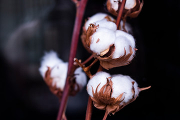 Cotton plant flower on dark background. 