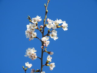青空と桜