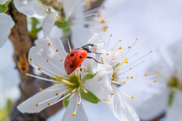 Red ladybug climbs on a blossom flower on a blooming plum tree close up in spring. © Руслан Мен