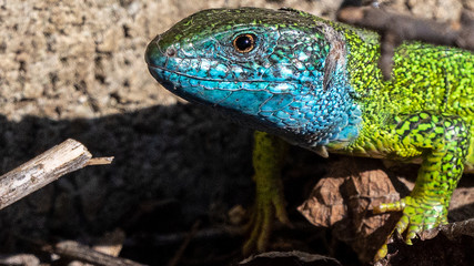 Smaragdeidechse/ Emerald Lizard