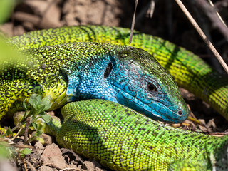 Smaragdeidechse/ Emerald Lizard