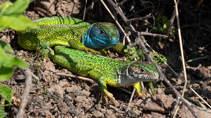 Smaragdeidechse/ Emerald Lizard