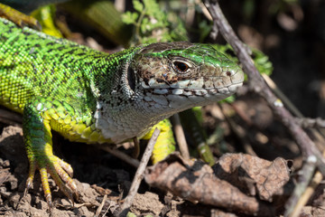 Smaragdeidechse/ Emerald Lizard