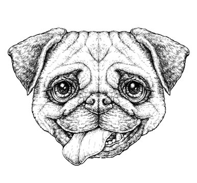 Hand drawn vintage style sketch of cute funny Pug Dog. Vector Illustration