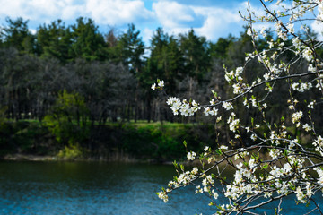 Blossoming cherry or apricot tree twigs with clouds, forest and river or lake in the background