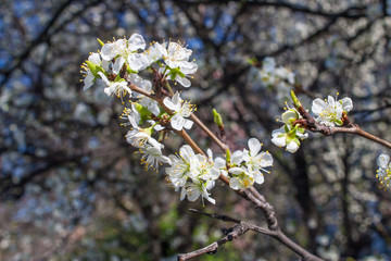 Prunus spinosa, called blackthorn or sloe