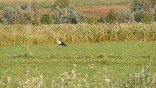 A lone stork walks in the wild in the green grass of the steppe.
