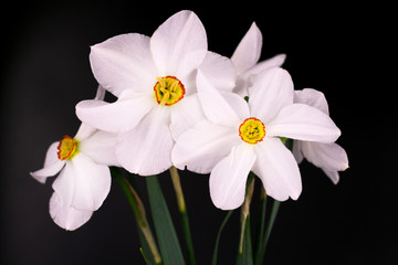 Daffodil flowers on a black background.
Close-up.