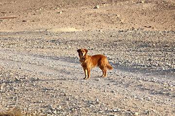 Golden Retriever dog in the desert
