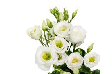 Beautiful white eustoma flowers isolated on white background