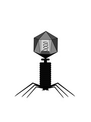 Structure of bacteriophage