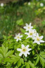 Vertical selective focus shot of a white anemone flower