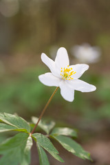 Obraz na płótnie Canvas Vertical selective focus shot of a white anemone flower