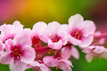 Fototapeta na wymiar Bright spring background with flowers of fruit trees. Spring