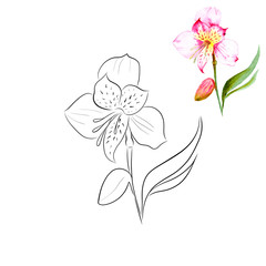 Alstroemeria flower contour, for decorating postcards, invitations, coloring books.